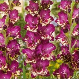 Kardvirág -  Gladiolus Color Club