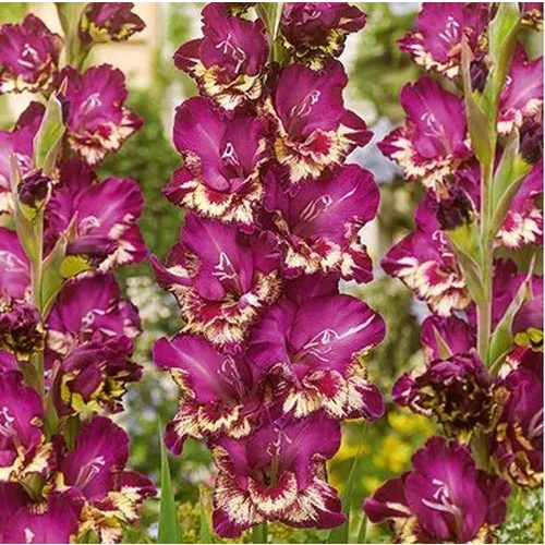 Kardvirág -  Gladiolus Color Club