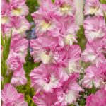Kardvirág -  Gladiolus Cera Corfinio