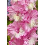 Kardvirág -  Gladiolus Cera Corfinio