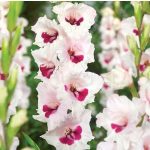 Kardvirág -  Gladiolus Cera  Corsage
