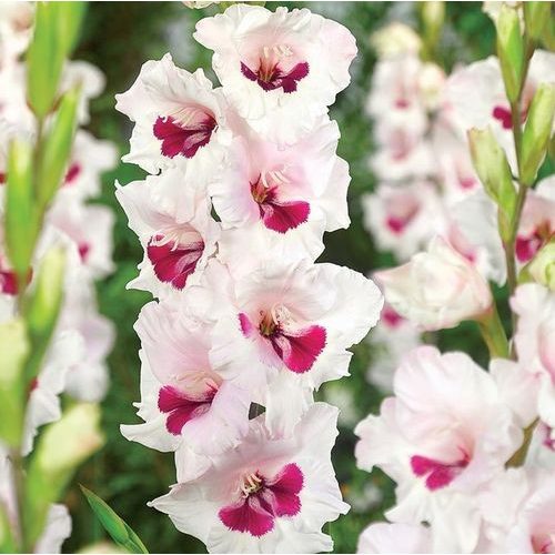 Kardvirág -  Gladiolus Cera  Corsage