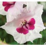 Kardvirág -  Gladiolus Cera  Corsage