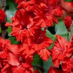 Kardvirág - Fire Ruffle