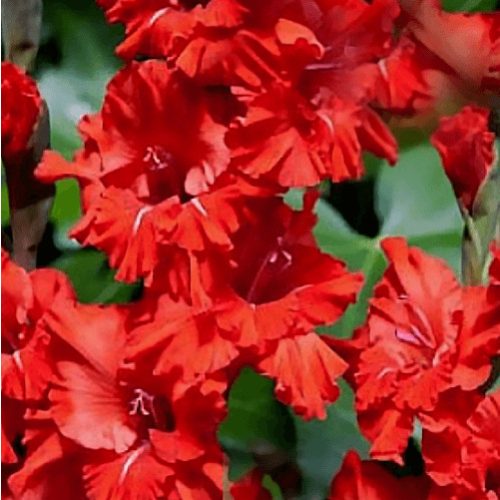 Kardvirág - Fire Ruffle