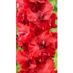 Kardvirág - Fire Ruffle