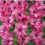 Kardvirág - Kingston Ruffle