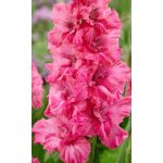 Kardvirág - Kingston Ruffle