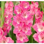 Kardvirág - Pink Parrot