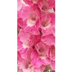 Kardvirág - Pink Parrot