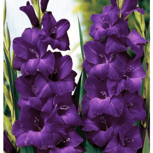 Kardvirág - Purple Flora