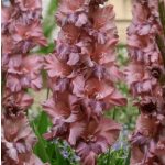 Kardvirág - Gladiolus Rusty Chestnut