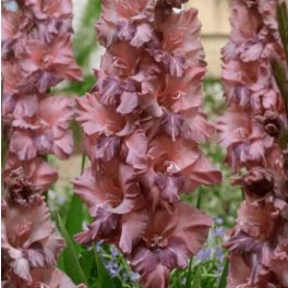 Kardvirág - Gladiolus Rusty Chestnut