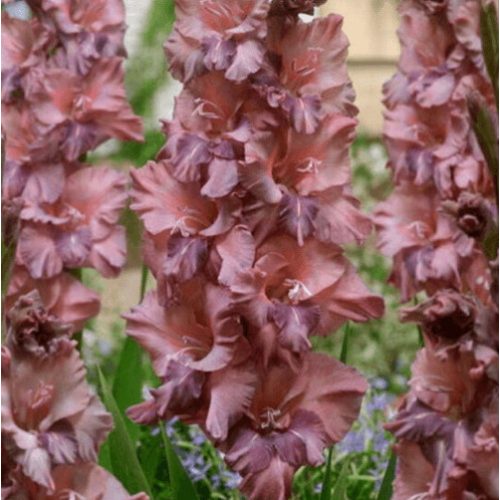 Kardvirág - Gladiolus Rusty Chestnut