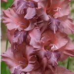 Kardvirág - Gladiolus Rusty Chestnut