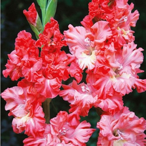 Kardvirág - You Two Frizzle