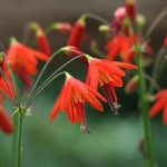 Korallcsepp - Bessera - Fuksziavirágú díszhagyma