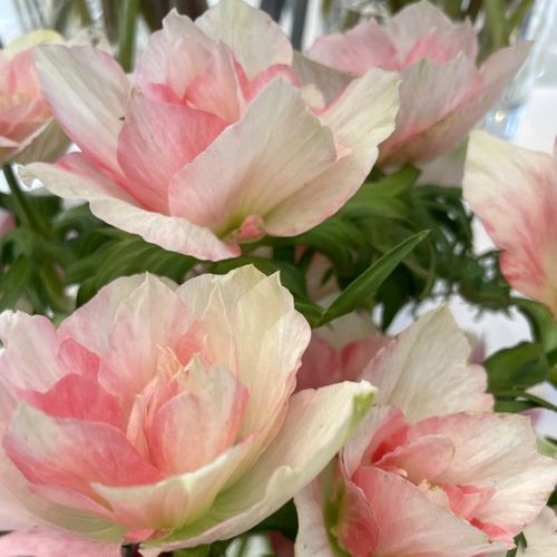 Olasz szellőrózsa  MISTRAL® 'Rosa Chiaro'