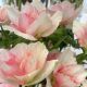 Olasz szellőrózsa  MISTRAL® 'Rosa Chiaro'
