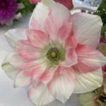 Olasz szellőrózsa  MISTRAL® 'Rosa Chiaro'