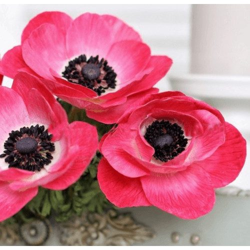 Olasz szellőrózsa - MISTRAL PLUS® 'Rosa Shocking'