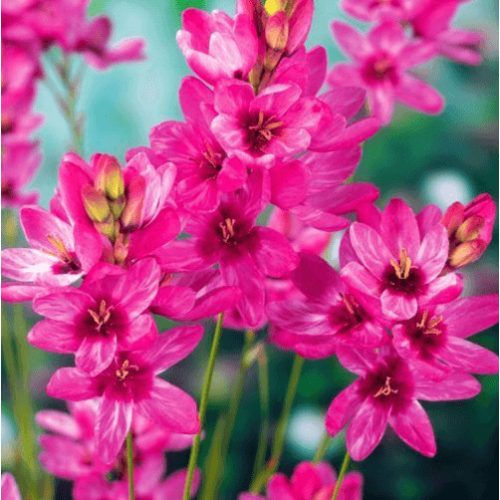 Lépliliom - Ixia Mabel