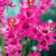 Lépliliom - Ixia Mabel