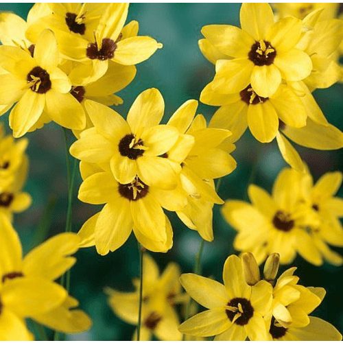 Lépliliom - Ixia Yellow Emperor