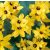 Lépliliom - Ixia Yellow Emperor