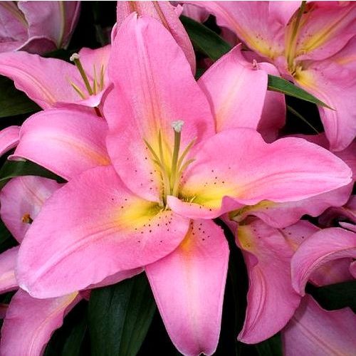 Orientális liliom - Fenice