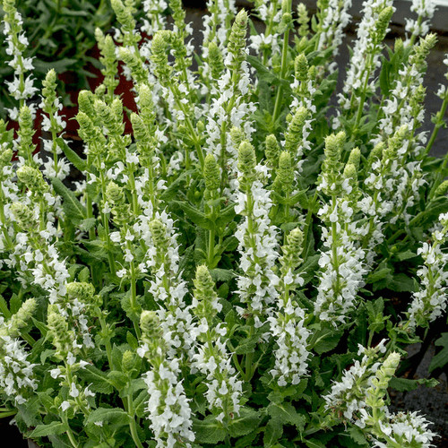 Macskamenta - Snow Flake