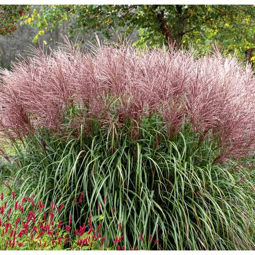  Miscanthus sinensis 'Red Chief' 	