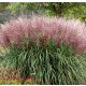  Miscanthus sinensis 'Red Chief' 	