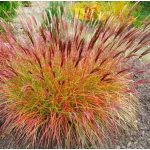  Miscanthus sinensis 'Red Chief' 	