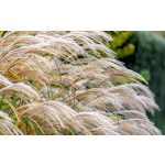  Miscanthus sinensis 'Red Chief' 	