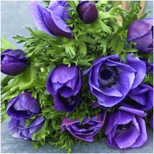 Olasz szellőrózsa  MISTRAL PLUS® 'Azzurro'