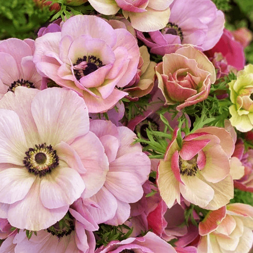 Olasz szellőrózsa MISTRAL PLUS® 'Rarity'