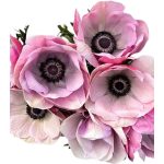 Olasz szellőrózsa MISTRAL PLUS® 'Rarity'