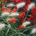 Tollborzfű - Little Bunny