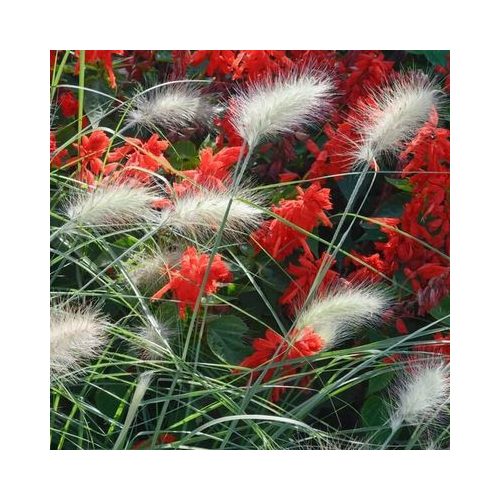 Tollborzfű - Little Bunny