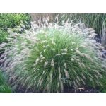 Tollborzfű - Little Bunny