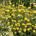 Kis-ázsiai macskahere