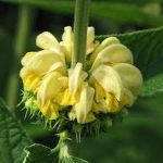 Kis-ázsiai macskahere