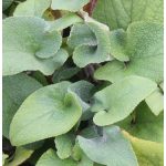 Kis-ázsiai macskahere