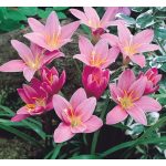 Zefírvirág - extra méret