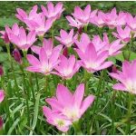 Zefírvirág - extra méret