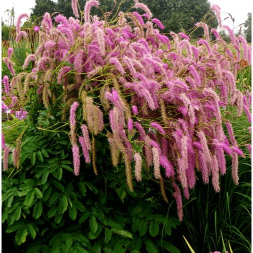 Sanguisorba hakusanensis Lilac Squirrel - vérfű