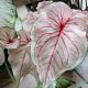 Tarkalevél - Caladium Florida Sweetheart