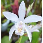 Télálló orchidea - Japán orchidea - Bletilla Alba