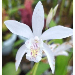 Télálló orchidea - Japán orchidea - Bletilla Alba